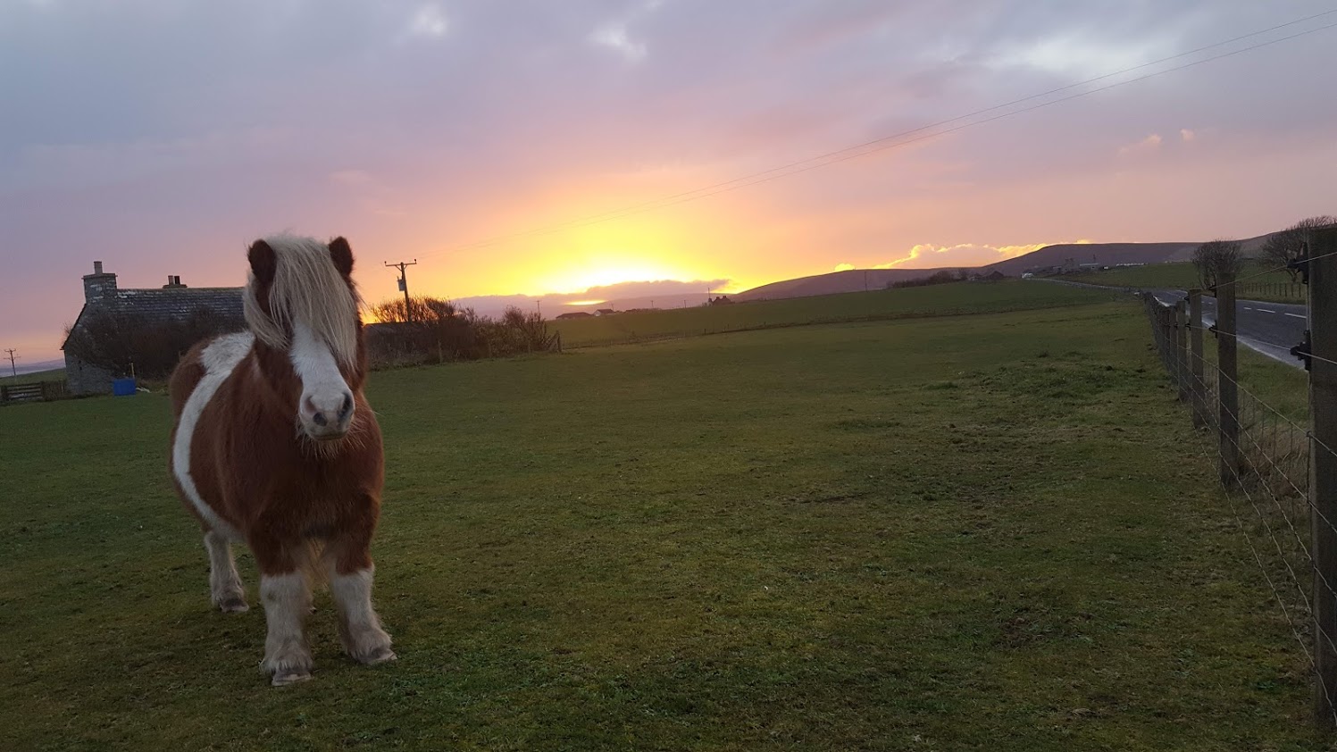 sunsets over a field a Shetland pony stands close to camera 