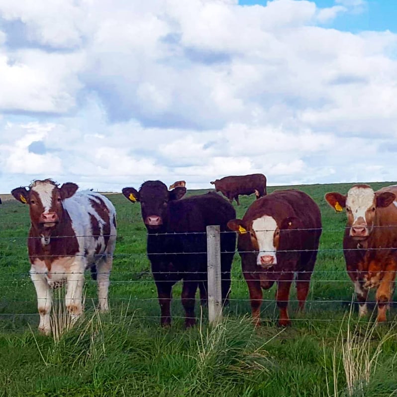 four young bullocks stare over a fence in a green orkney field