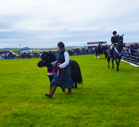 prize winning shetland pony at the dounby show in orkney